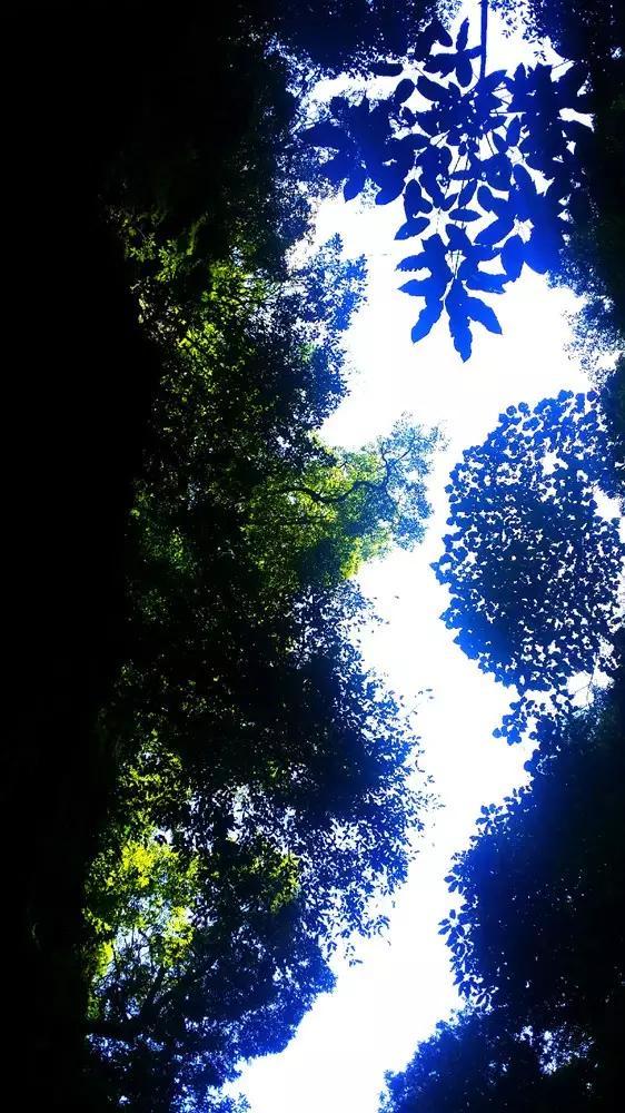 龙真的存在吗游戏画面